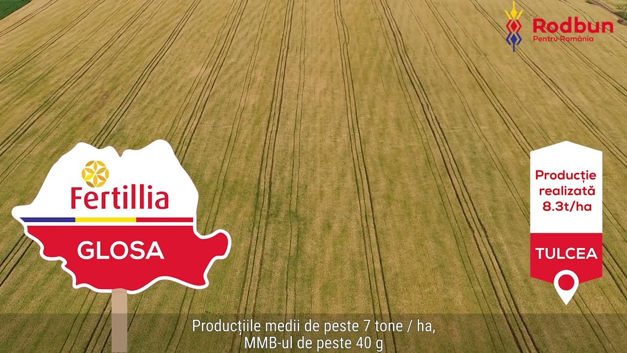 Prezentare Grau Glosa