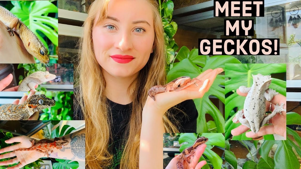 Meet My Geckos!!!