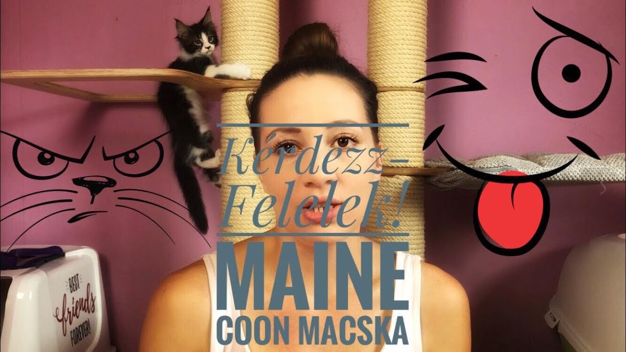 Maine Coon macska - Kérdezz - Felelek !