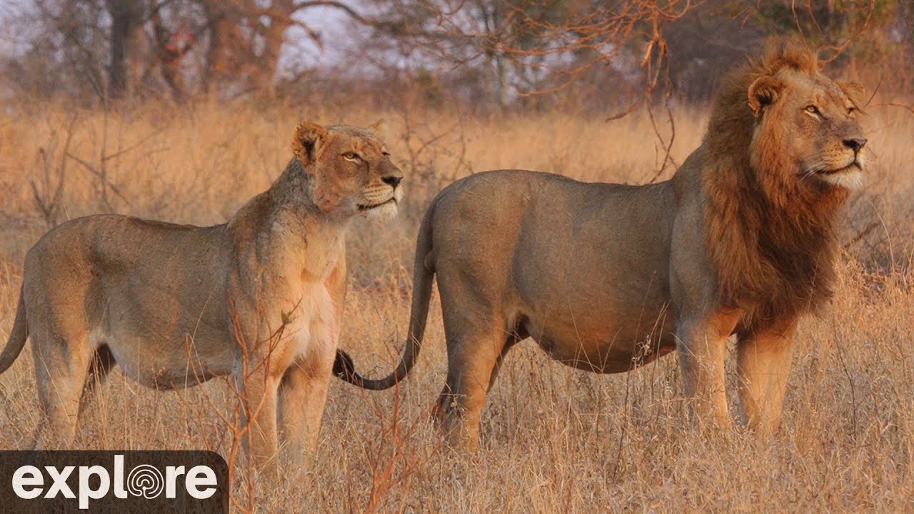 Africam Nkorho Bush Lodge powered by EXPLORE.org