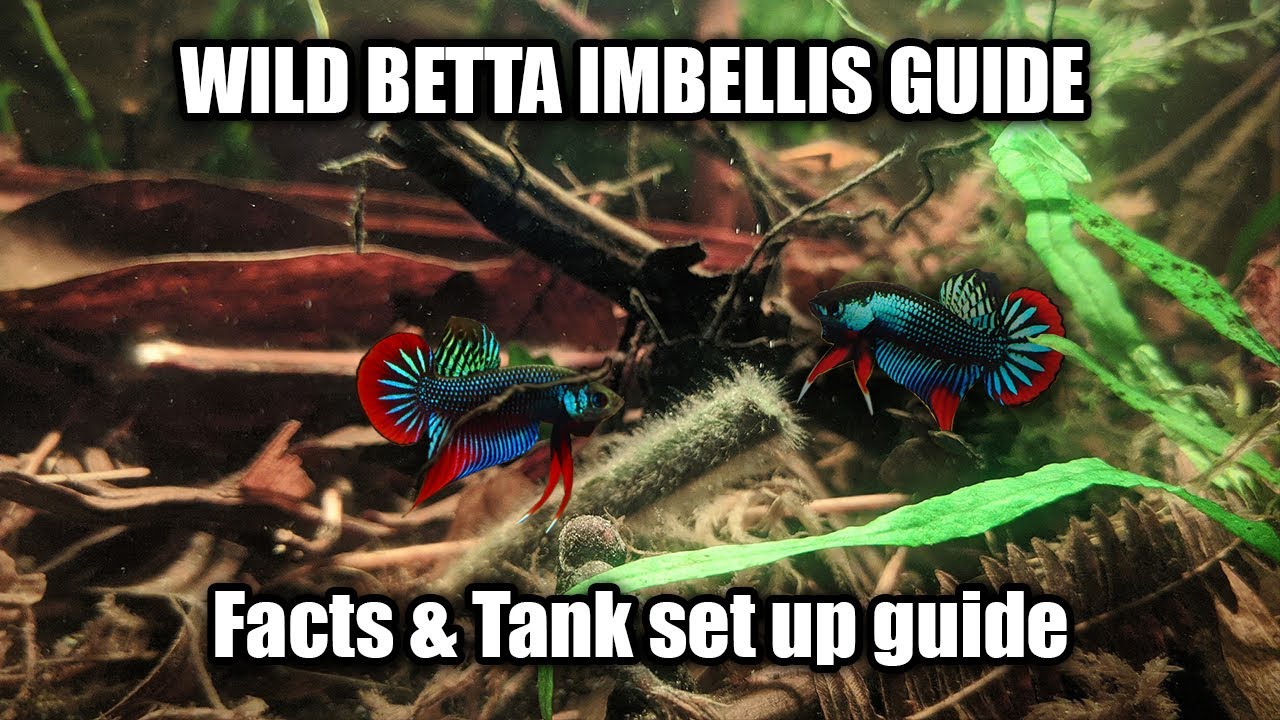Дикие виды Betta Imbellis и руководство по уходу за ними - FranksBettas