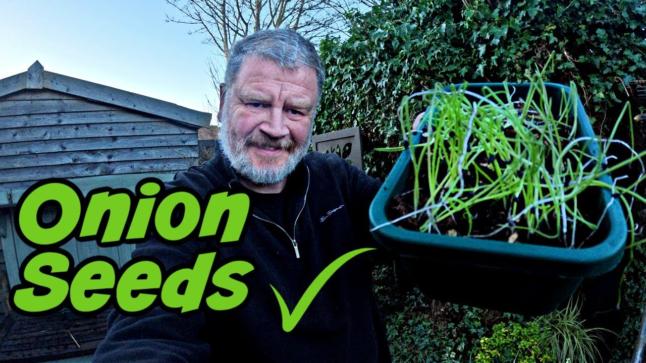 Surprising Benefits of Planting Onion Seeds Over Sets