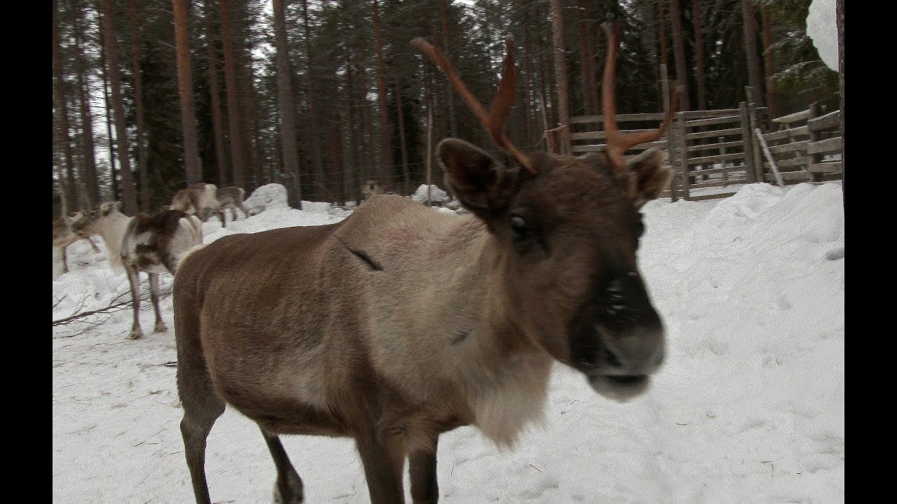 Poronhoitoa Sassalissa