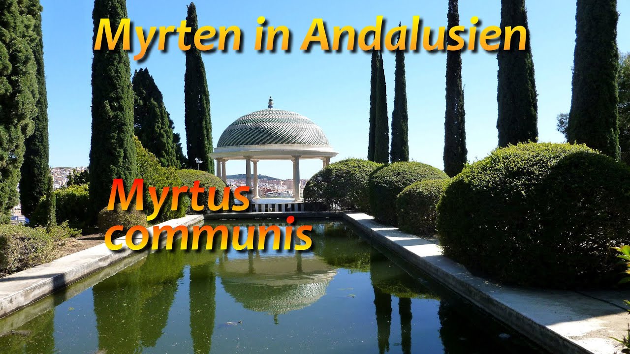 Myrten in Andalusien