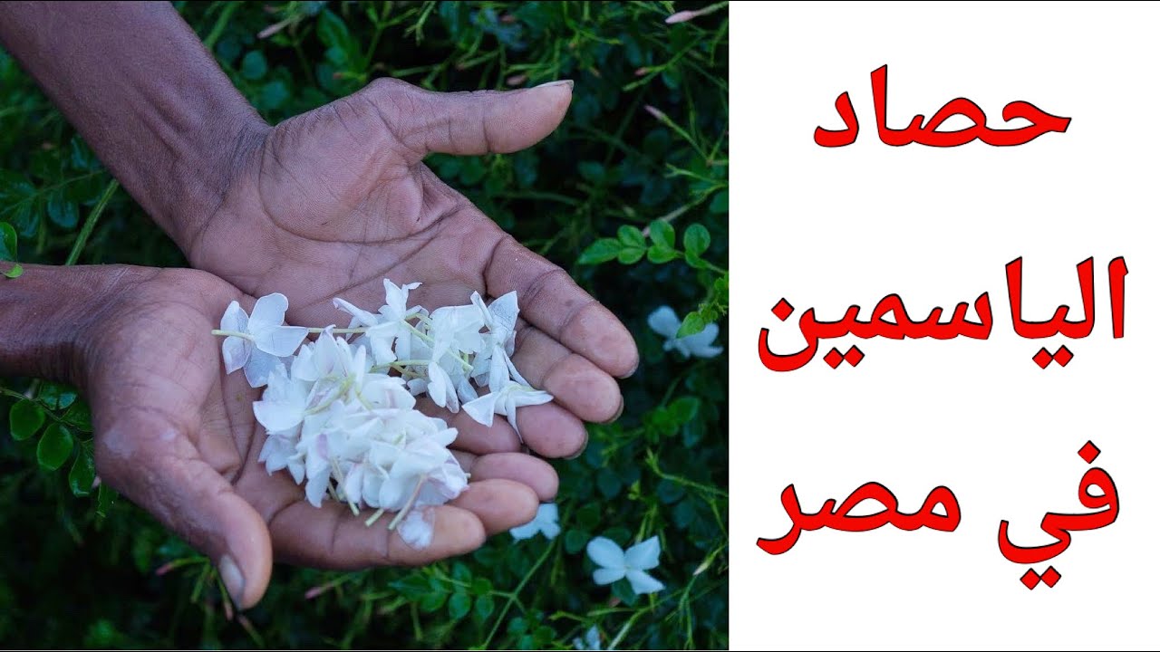 ⭕️ خاطرة عطرية ⭕️ - حصاد الياسمين في مصر - #شبرا #بلولة #الياسمين #مصر
