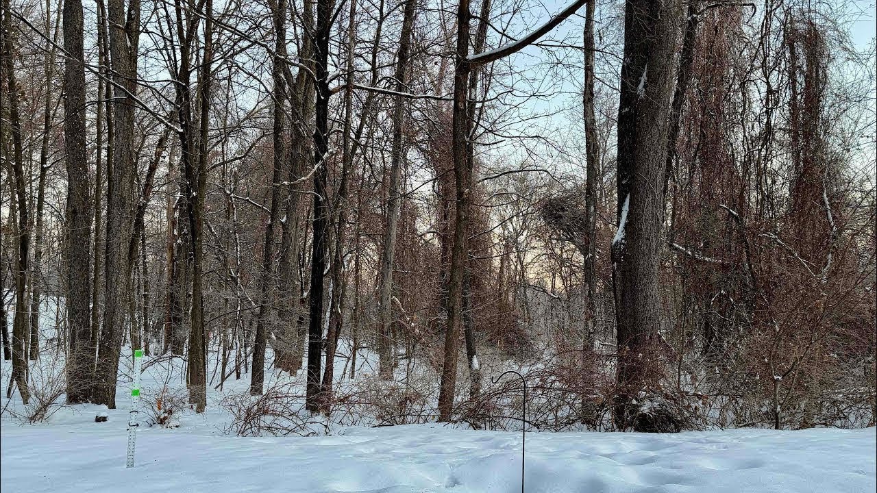 Sunrise on a Snowy Saturday - Watch the birds with us for a bit.  (3/14/2026)