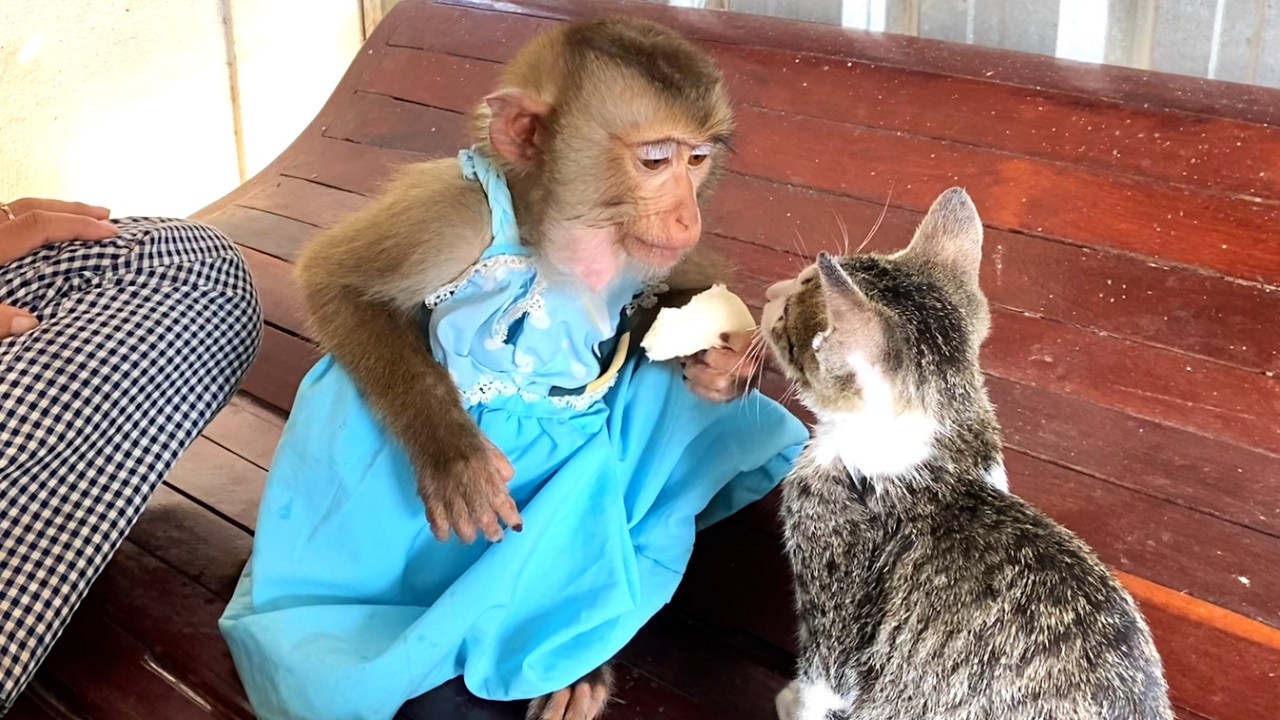 Wow!! Cute girl LIORA and cat look at each other while she eats Jicama