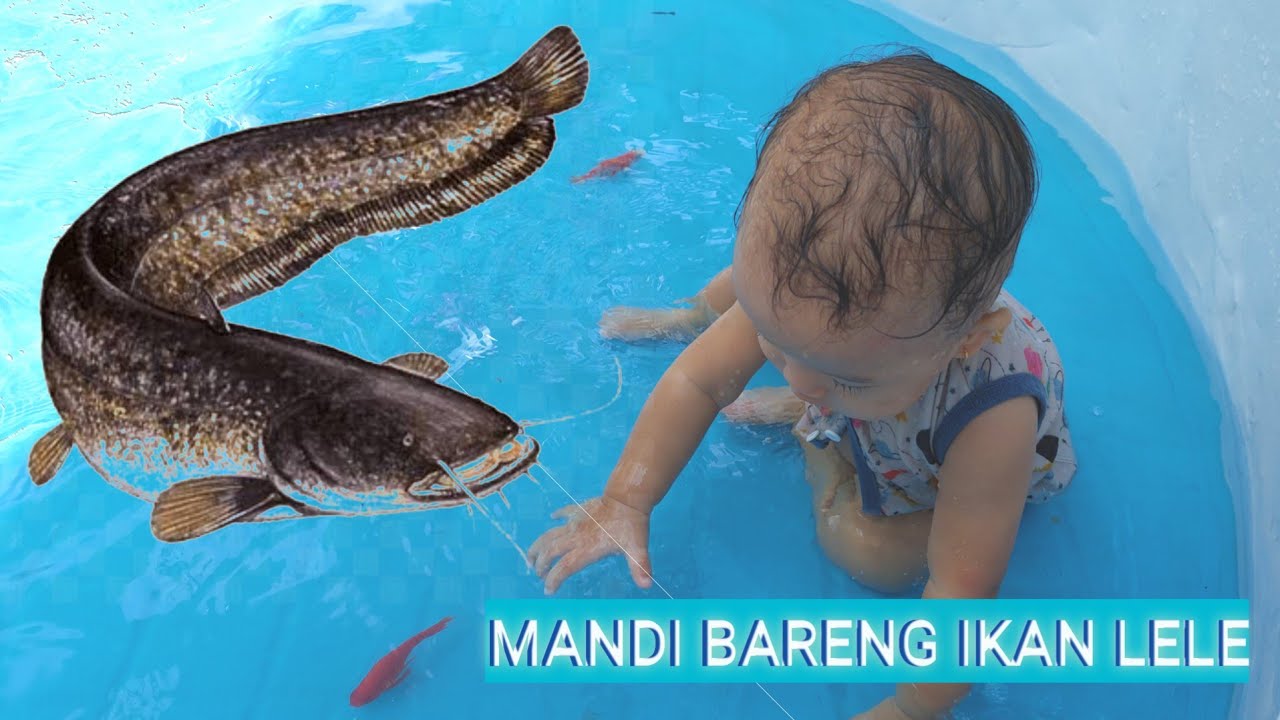 IKANNYA DIOBOK OBOK | Mandi Bareng Ikan |