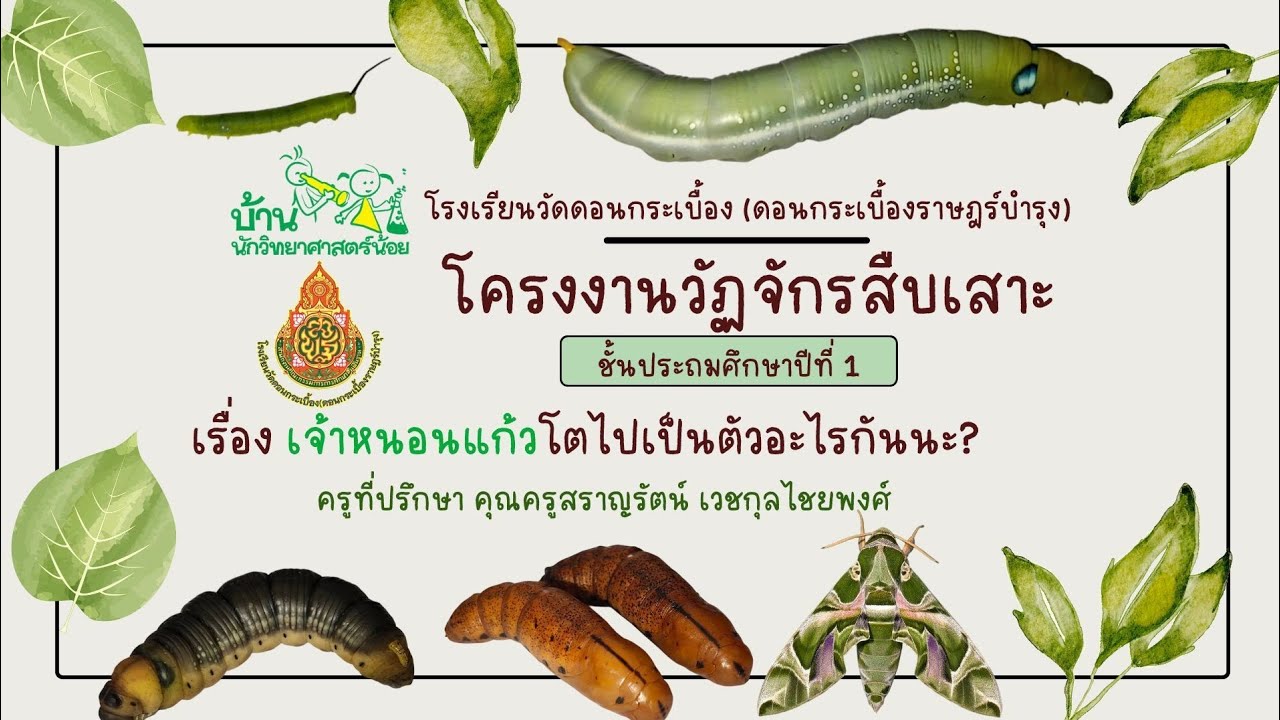 โครงงานวัฏจักรสืบเสาะ เรื่อง เจ้าหนอนแก้วต่อไปเป็นตัวอะไรกันนะ? ชั้นประถมศึกษาปีที่ 1