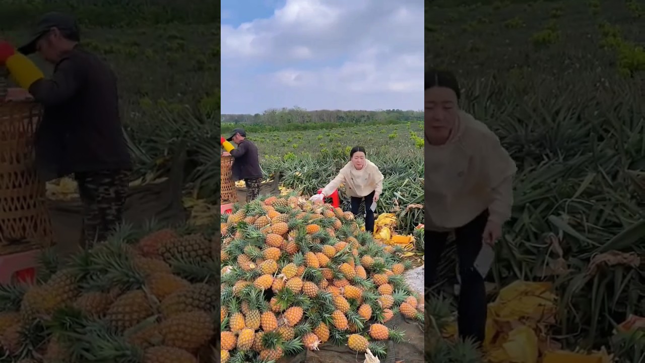 China or Japan में pineapple की खेती कुछ इस तरह से की जाती हैं। professional farming of pineapple |