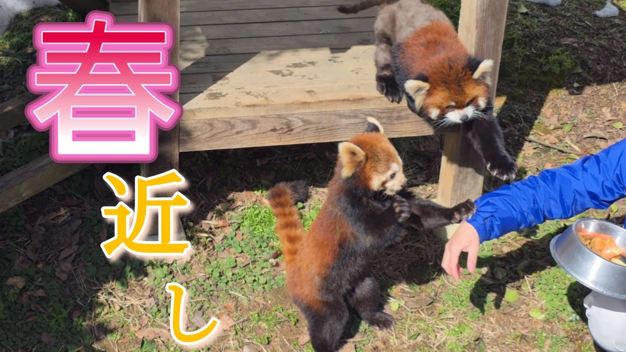 【屋外に出てきたレッサーパンダのライトと　かのこペア、他・・・】～Nishiyama Zoo red pandas～