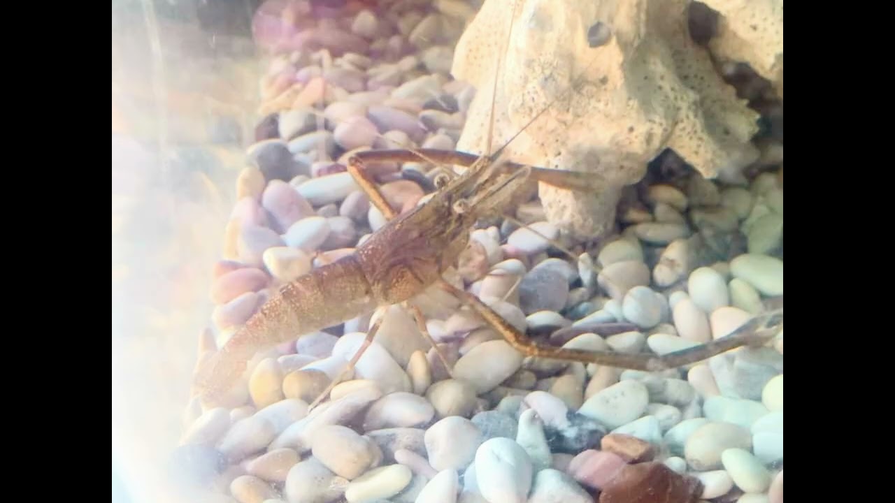 The Giant Freshwater Prawn, Largest Shrimp From Freshwater