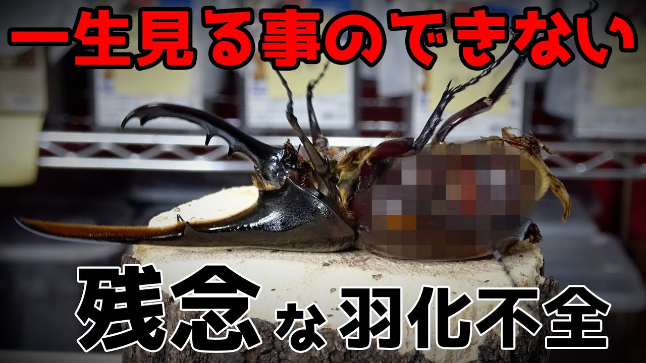閲覧注意…一生見たくない【羽化不全】ヘラクレスオオカブトの掘り出しで悲惨な現実を叩き付けられた…
