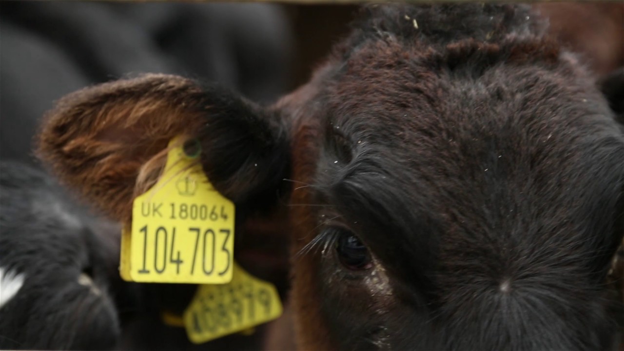 Is Wagyu beef on track to revolutionise the British beef industry?