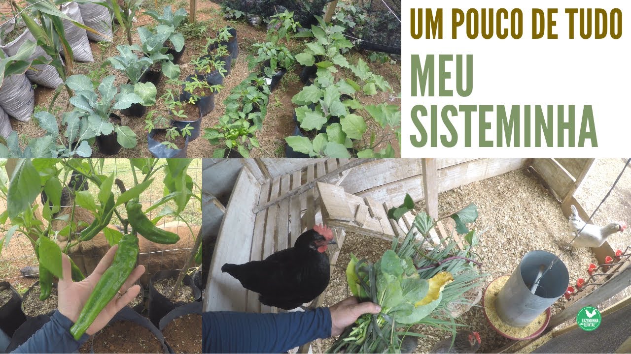 Oferta de Forragem Para as Poedeiras e Mudanças na Horta