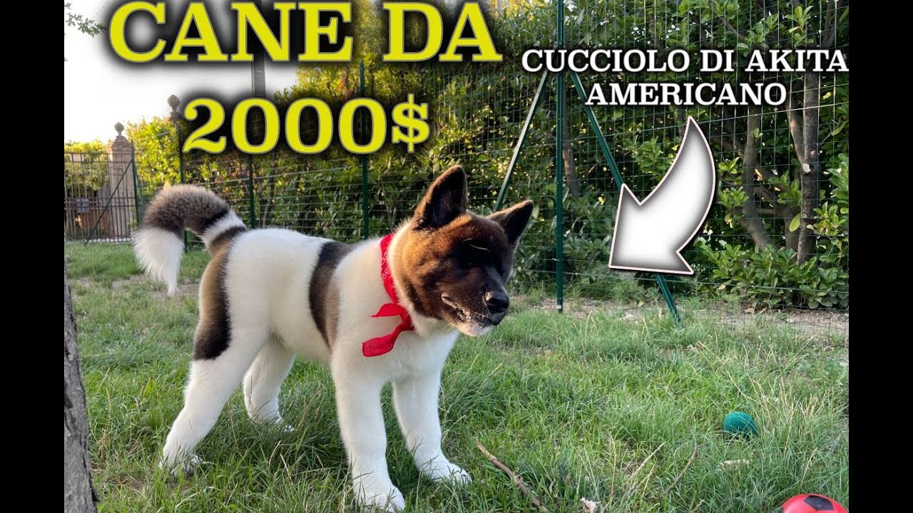 HO COMPRATO UN CUCCIOLO DI AKITA AMERICANO  *COSTOSO*