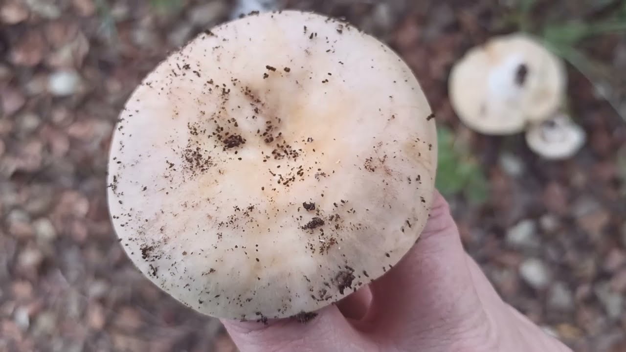 VAMOS A POR SETAS - RUSSULAS - NISCALOS- BOLETS - BOLETUS SATANÁS- SETAS EN LOS PINOS - SALIDA SETAS