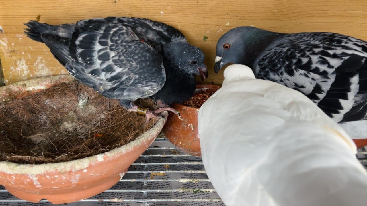 A Beautiful Pigeon Family : Parents Caring for Their Only Chick