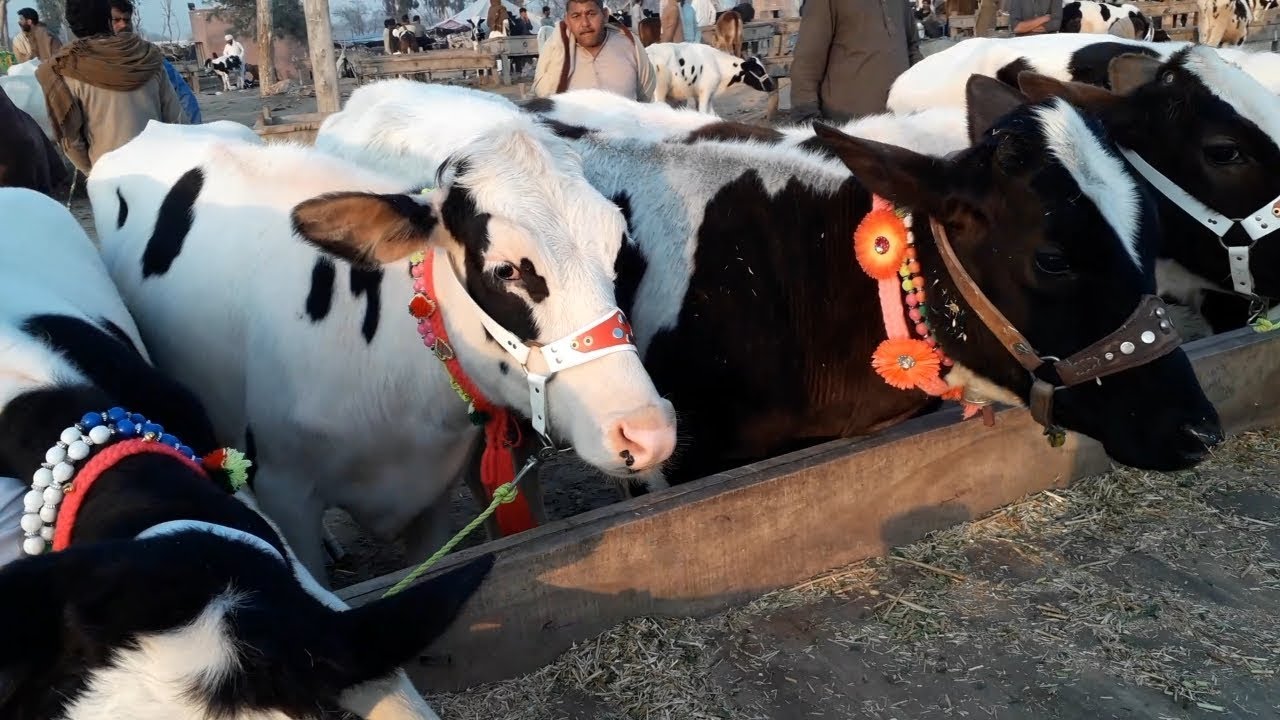 Australian Frezian Cross Bachrian For Sale In Janwar Mandi Doli Shaeed Jhang