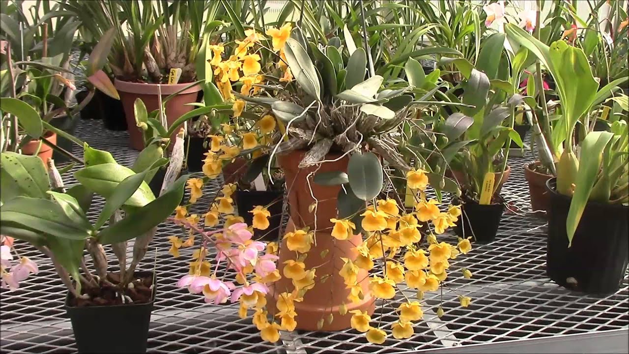 Den aggregatum and farmeri