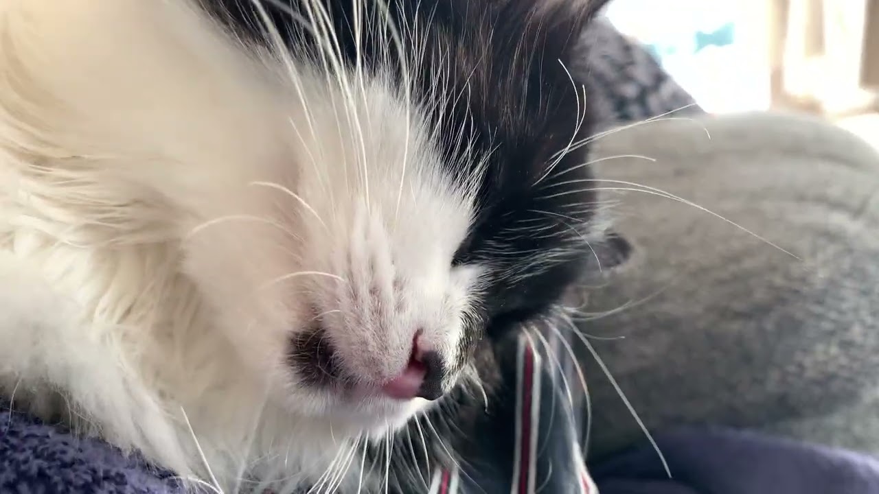 😻 Malva the cat loves being petted #shorts #cats #purring #cutecats