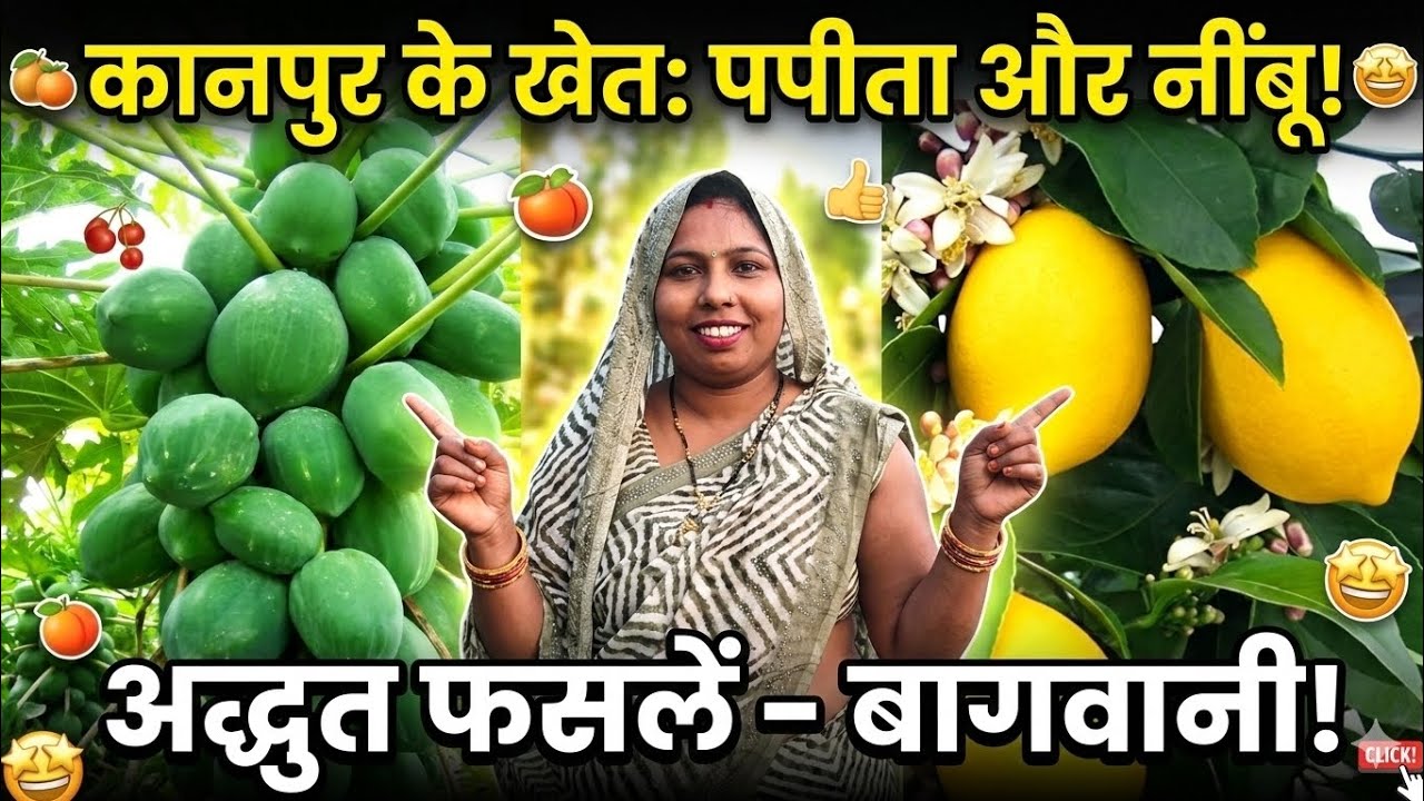 Ek Hi Khet Mein Papita Aur Nimbu? Kanpur Ke Kisan Ka Kamaal! (Vlog)