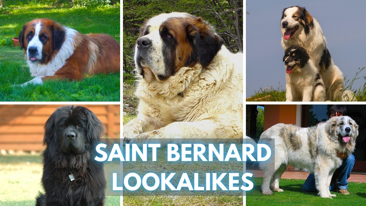 Saint Bernard or Not? 16 Saint Bernard Lookalikes