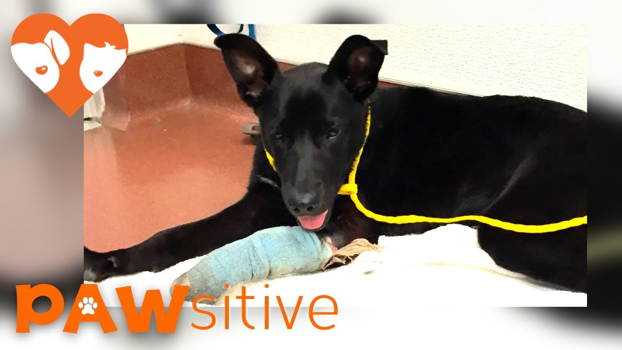 Homeless Man Gives Up Injured Dog To The Shelter Who Makes An Incredible Recovery | PAWsitive 🧡