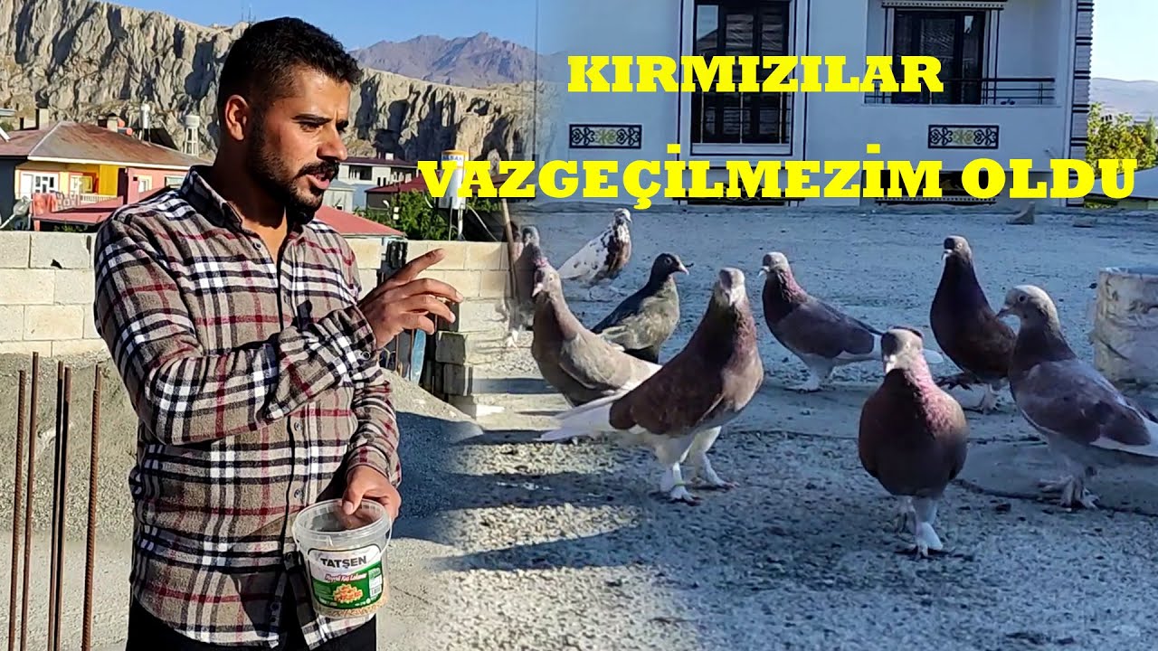 SİNAN YILDIZIN KIRMIZI KUŞLARI (DİLAVER IRKI) Van Yüksek Uçucuları