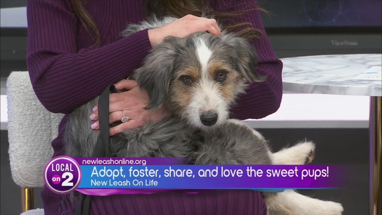 Miniature Australian Shepherds Desperately Looking For Fosters