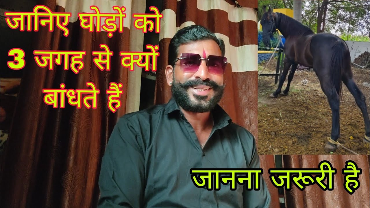 घोड़ों को 3 तरफ से क्यों बांधते हैं देखिए दोस्तों कारण 
