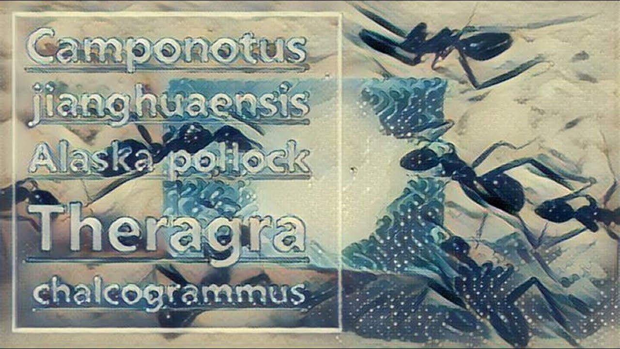 🐜 Camponotus jianghuaensis & Filet z łososia norweskiego - Theragra chalcogrammus