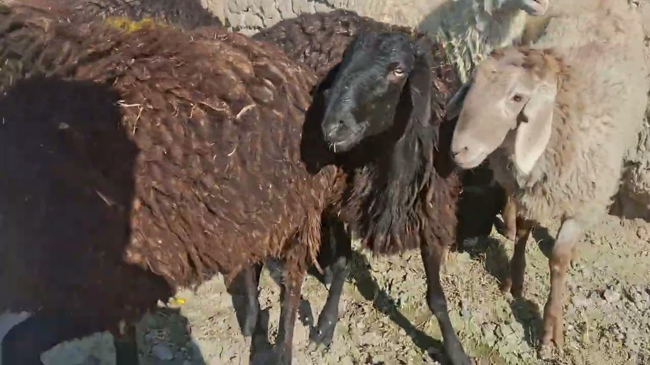 Yangi qo‘ylarimiz keldi +998943032087