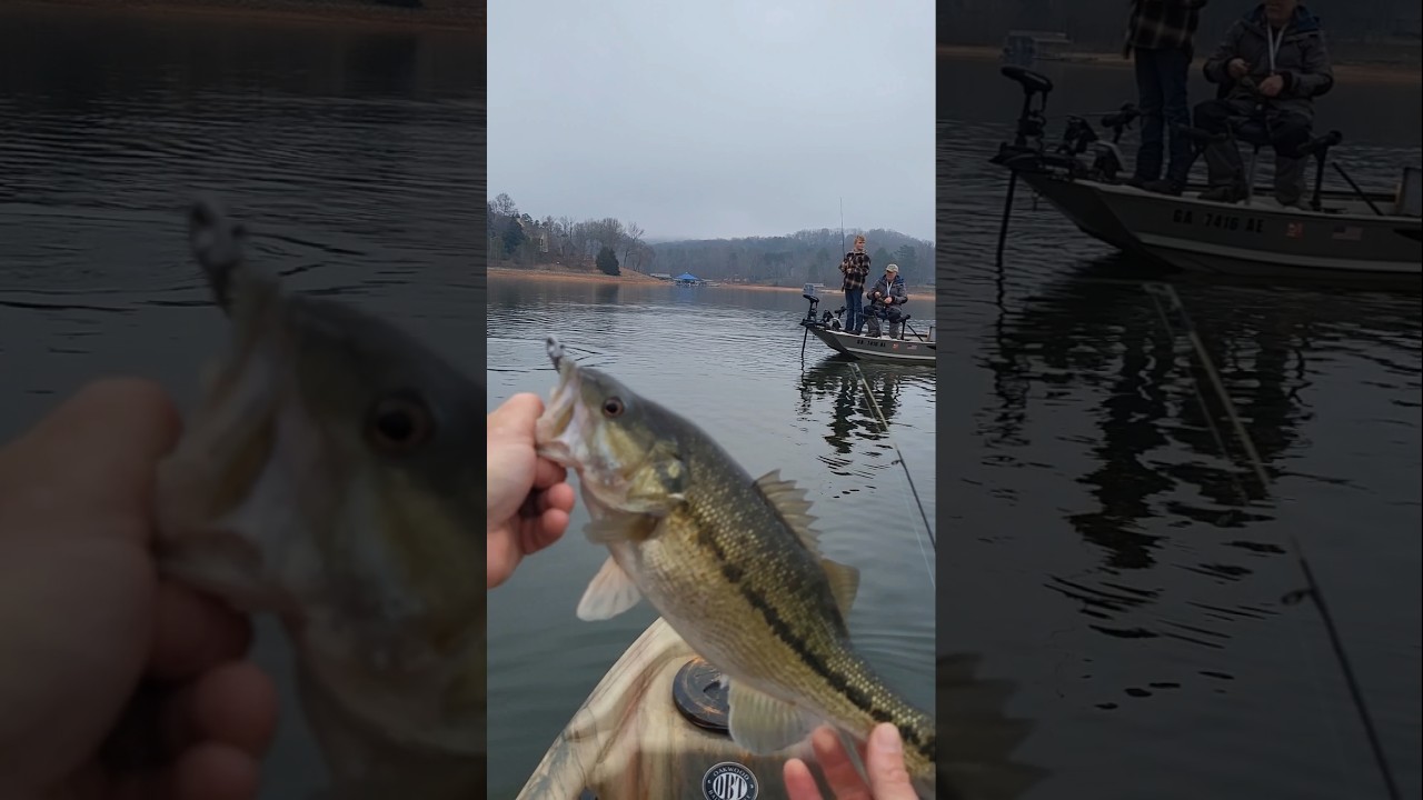 Spotted Bass January Fishing Lake Lanier