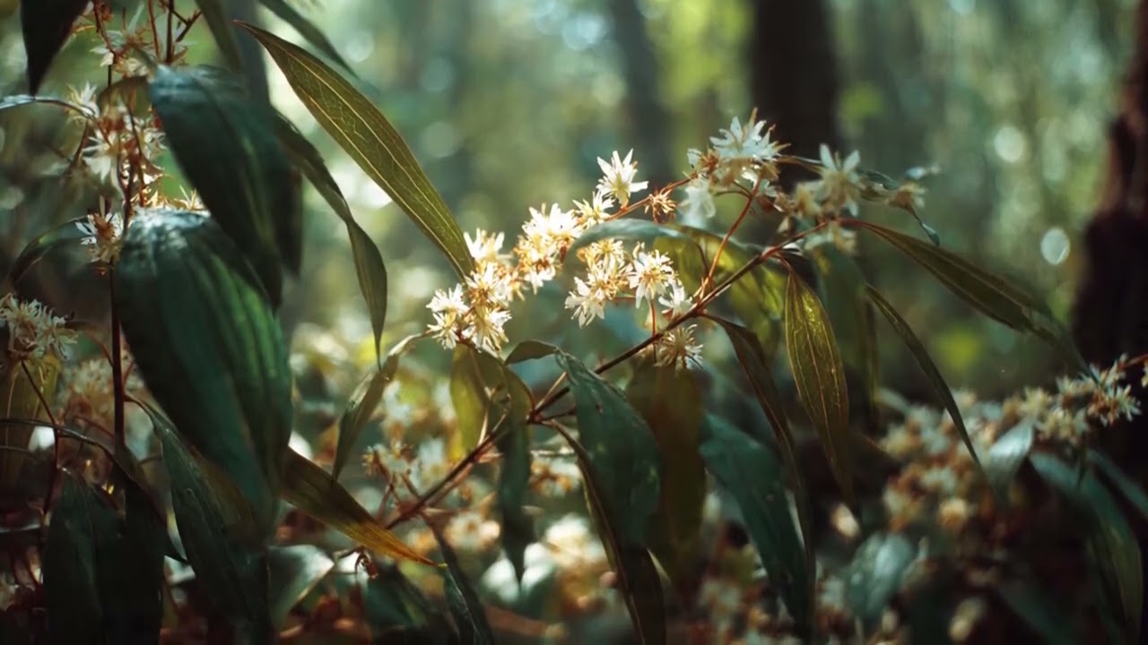 Relaxing Classical Music with Forest Sounds | Sleep & Focus