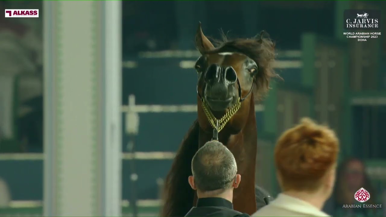 N 115 WF GAWIN   World Arabian Horse Championship 2023   Doha   Junior Colts   Section B Class 5B
