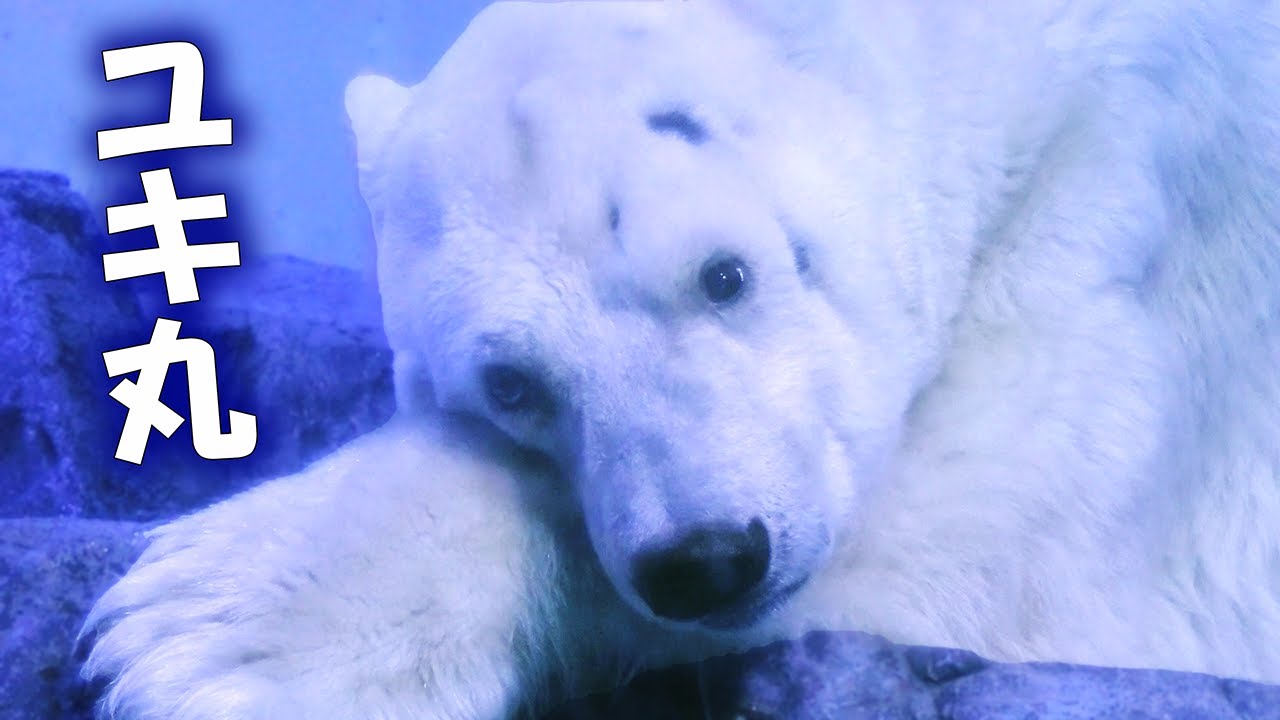 ユキ丸 八景島シーパラダイス｜Polar bear ホッキョクグマ しろくま シロクマ