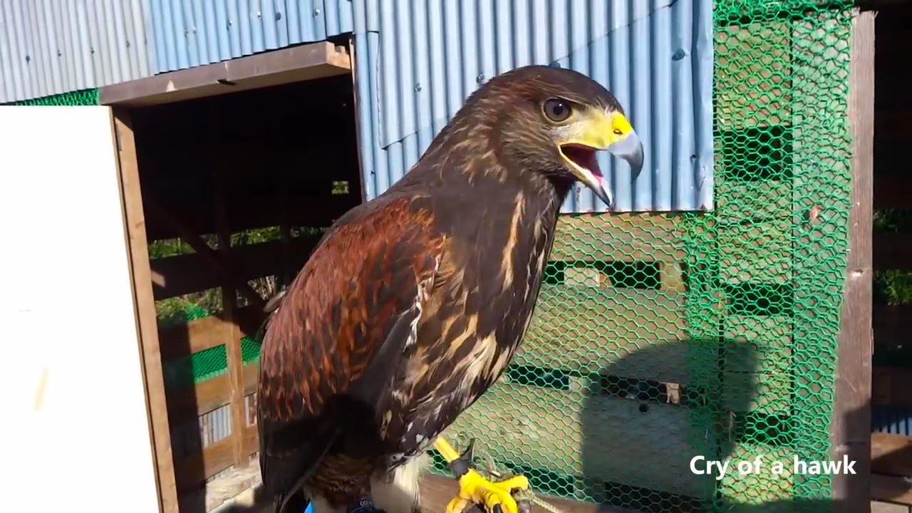 鷹の鳴き声  Cry of a hawk