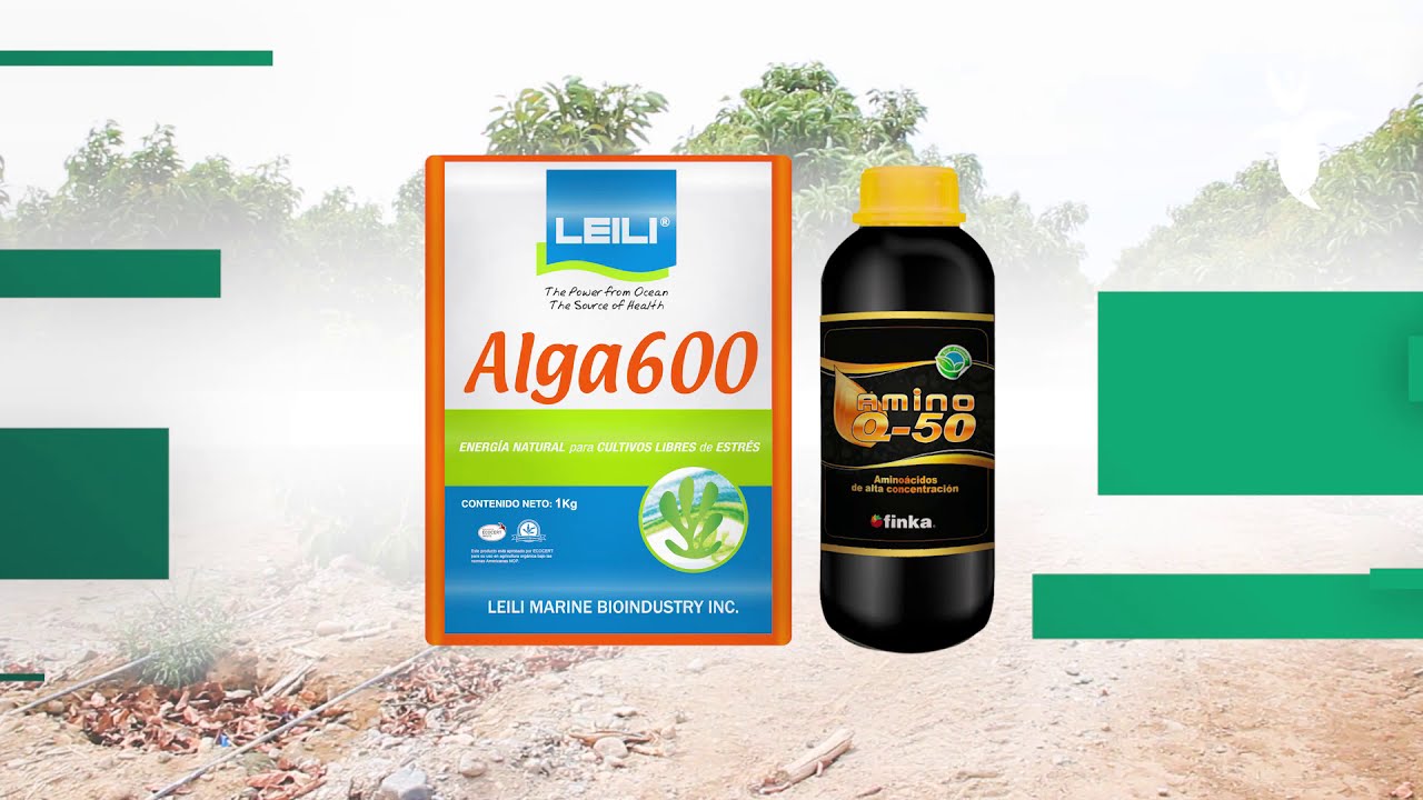 🥑 ALGA 600 en el cultivo de palto 🥑