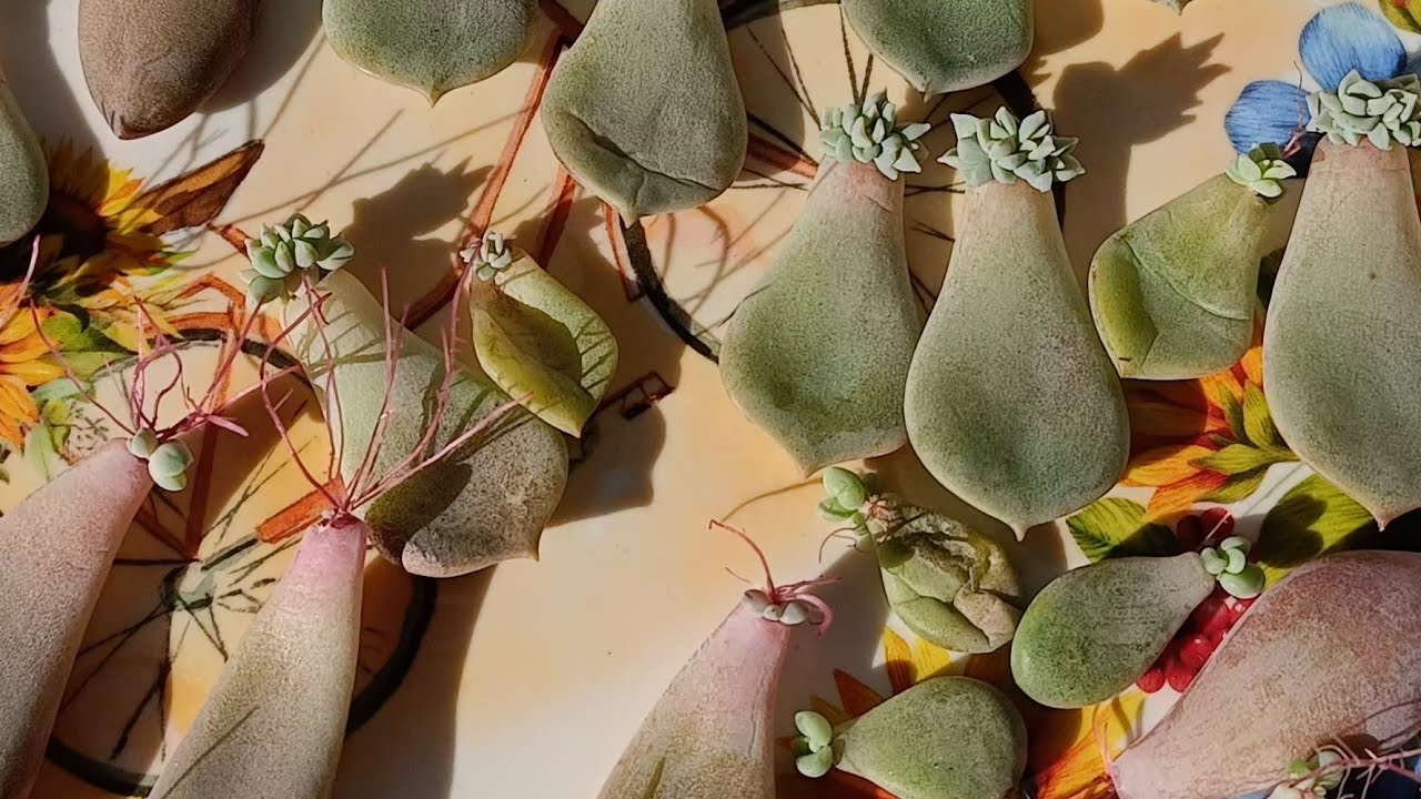 YAPRAKTAN SUKULENT ÜRETMEK EN KEYİFLİ SÜREÇ🌱