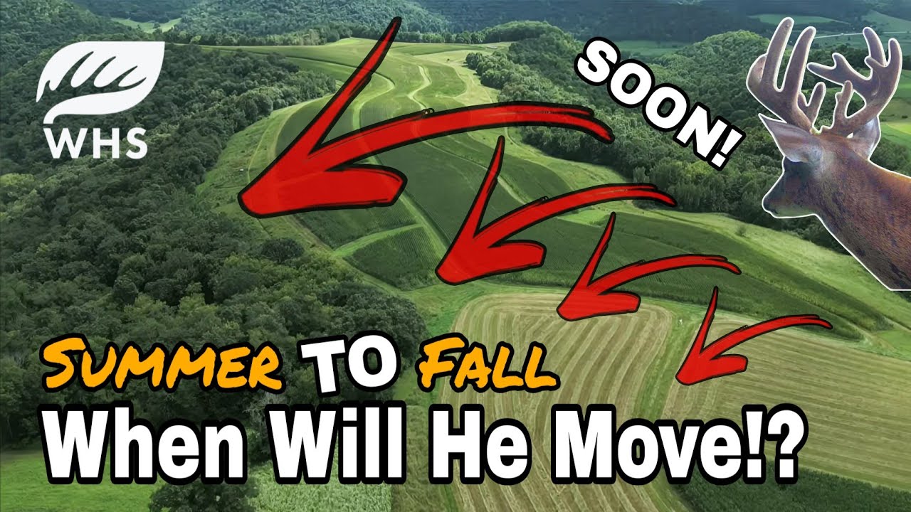 When Will A Buck Shift To Where You Hunt 