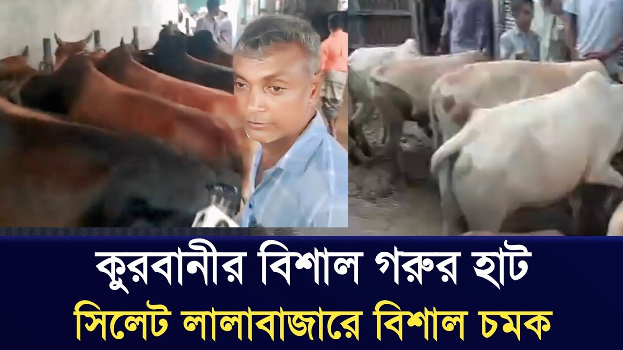 এবার সিলেট লালা বাজারে কোরবানির বিশাল গরুর হাট | Sylhet goru | Sylhet gorur bazar | Sylhetcowmarket