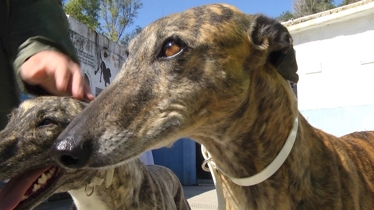 Diez galgos, diez vidas salvadas