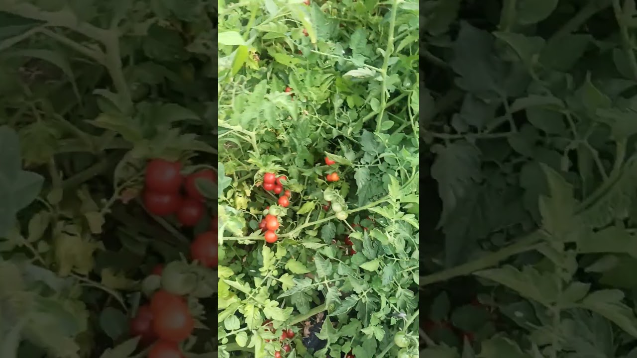 Que locura !! &iquest;Que hacemos con tantos CHERRYS?  - TOMATE  de cherrys @Volveralcampo #shorts