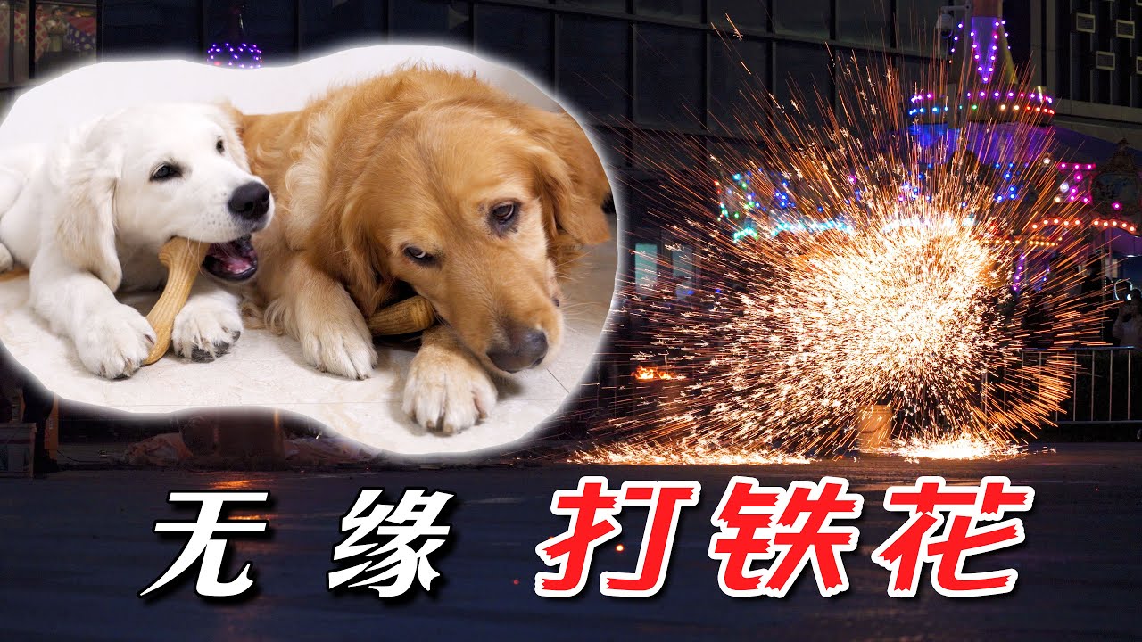 抛下狗狗在家，就为了去看一场“打铁花”！