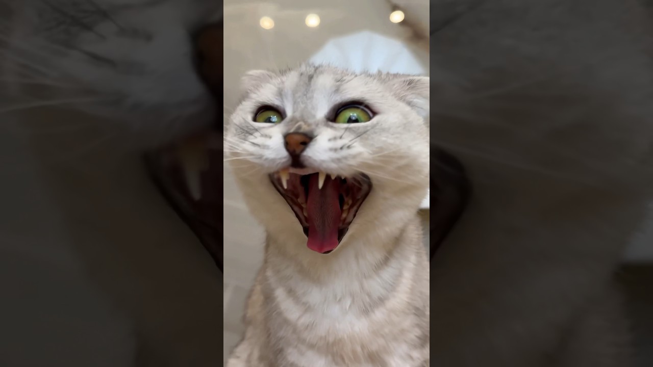 Соня снова устроила погром!🙀