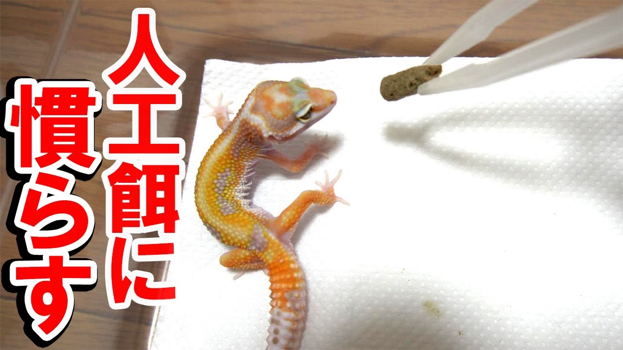 【食べない方に見てほしい！】レオパを人工餌に慣らす方法を紹介します！