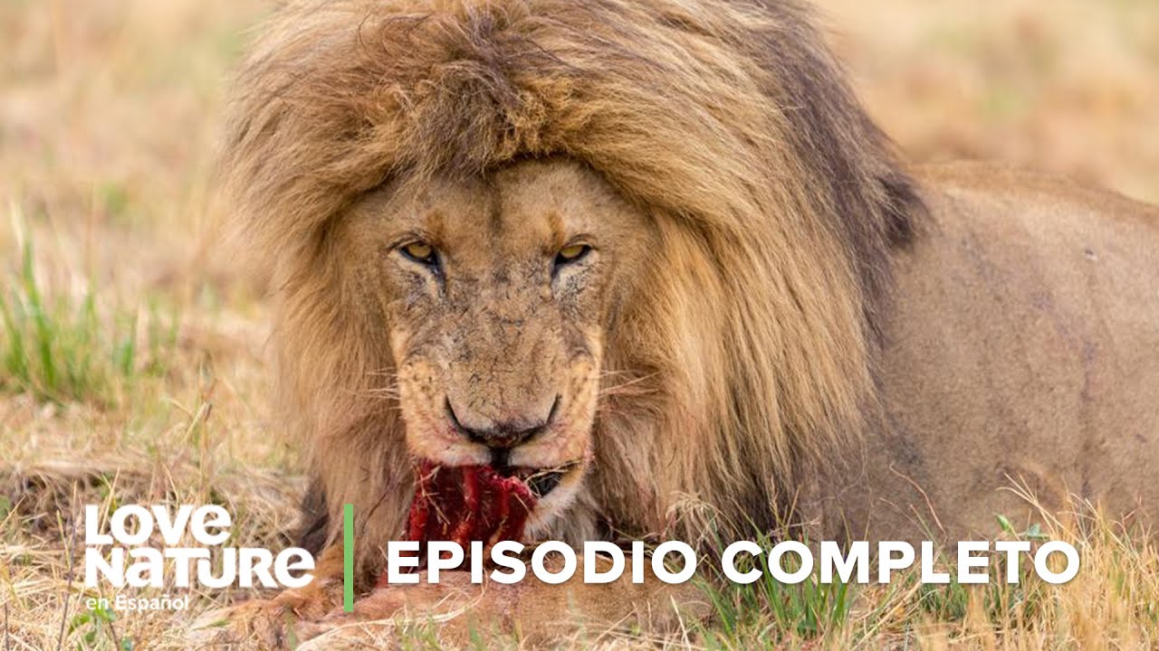 DEPREDADOR vs PRESA en la Sabana Africana 🗺️ | Iconos de la Vida Silvestre 🌄 Ep 5 | Love Nature 🍃