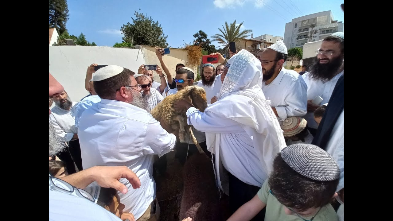 נדיר! מצוות פטר חמור - ישיבת המקובלים 