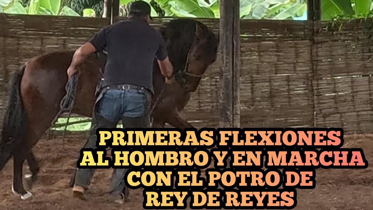 PRIMERAS FLEXIONES AL HOMBRO Y EN MARCHA CON EL POTRO DE REY DE REYES  quinta clase  